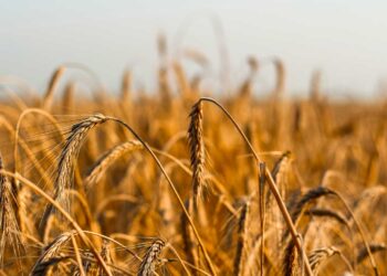 Celiachia, importanti novità per la diagnosi precoce, dallo studio cui ha collaborato la Fondazione Ebris