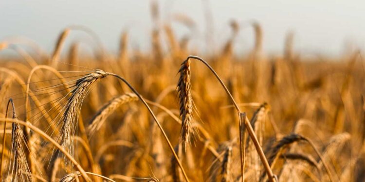 Celiachia, importanti novità per la diagnosi precoce, dallo studio cui ha collaborato la Fondazione Ebris