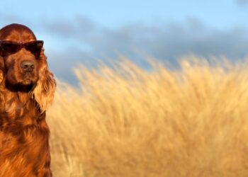 Animali domestici e caldo: le indicazioni del Ministero della Salute