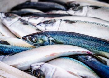 Gli alleati della salute a tavola: il pesce azzurro