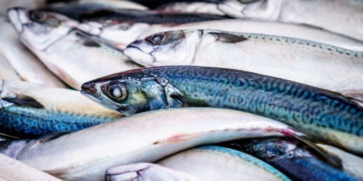 Gli alleati della salute a tavola: il pesce azzurro