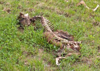 Casi di peste suina africana nelle carcasse di cinghiali rinvenute nella provincia di Salerno