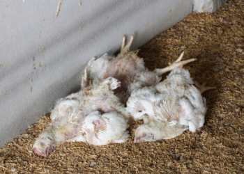 Influenza aviaria, contagiati due allevatori nel Regno Unito e in Irlanda