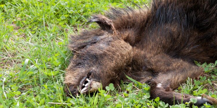 Peste suina africana nel Vallo di Diano. Coldiretti: “Un altro regalo dei cinghiali”