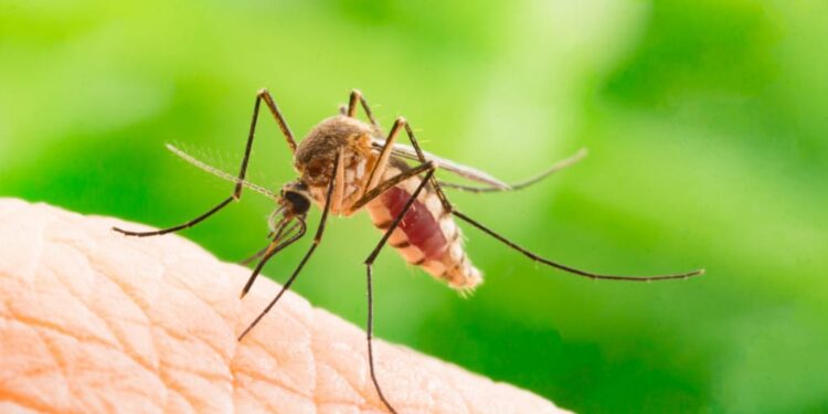 Allarme Dengue anche in Italia.