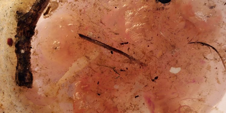 Microplastiche disperse in mare, rifugio di batteri