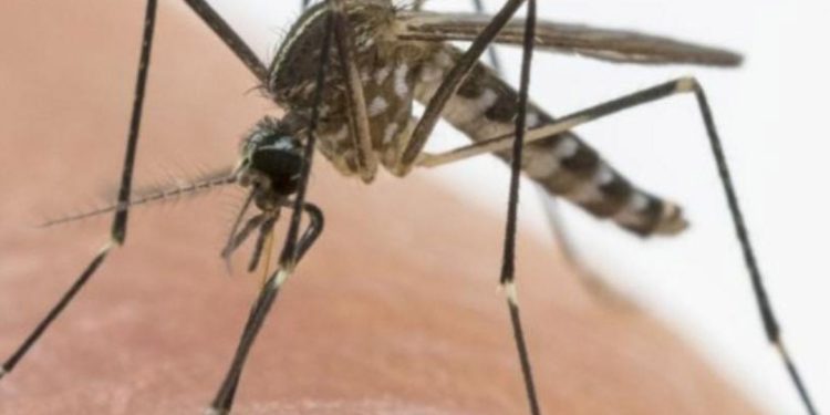 Un caso di malattia da West Nile virus in provincia di Reggio Emilia