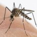 Un caso di malattia da West Nile virus in provincia di Reggio Emilia