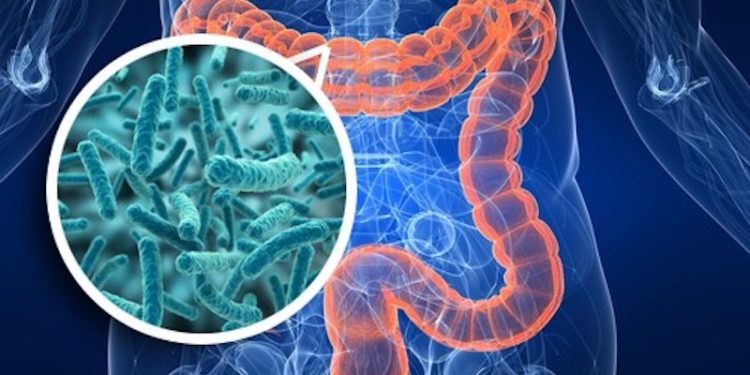 NEI BATTERI INTESTINALI IL SEGRETO PER SMASCHERARE IL CANCRO
