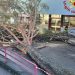Albero caduto all’ università di Salerno. Si risveglia dal coma uno dei giovani rimasti feriti