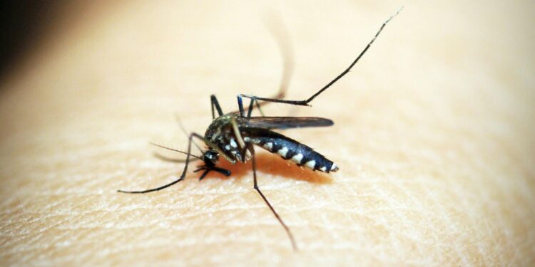 Primo caso autoctono di West Nile Virus nel territorio della Asl Toscana sud est