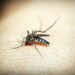 Primo caso autoctono di West Nile Virus nel territorio della Asl Toscana sud est