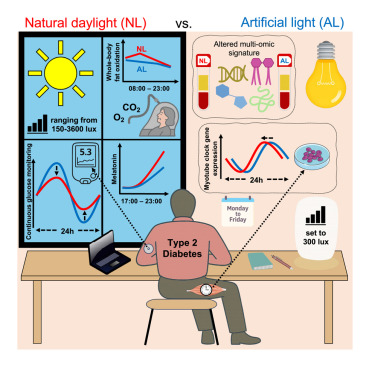 La luce naturale come alleato per il controllo glicemico nei diabetici di tipo 2. Lo studio pubblicato sulla rivista Cell Metabolism